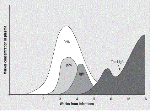 Virological & Serological markers during the first weeks following infection with HIV-I